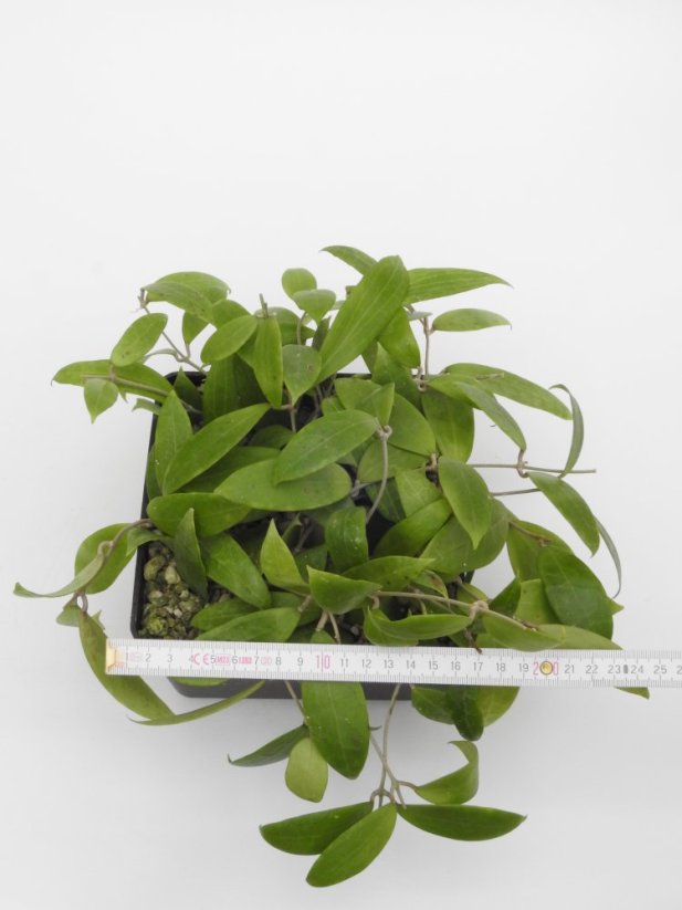 Hoya persicina rosea