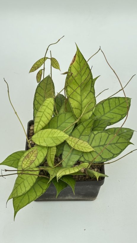 Hoya sp. poring