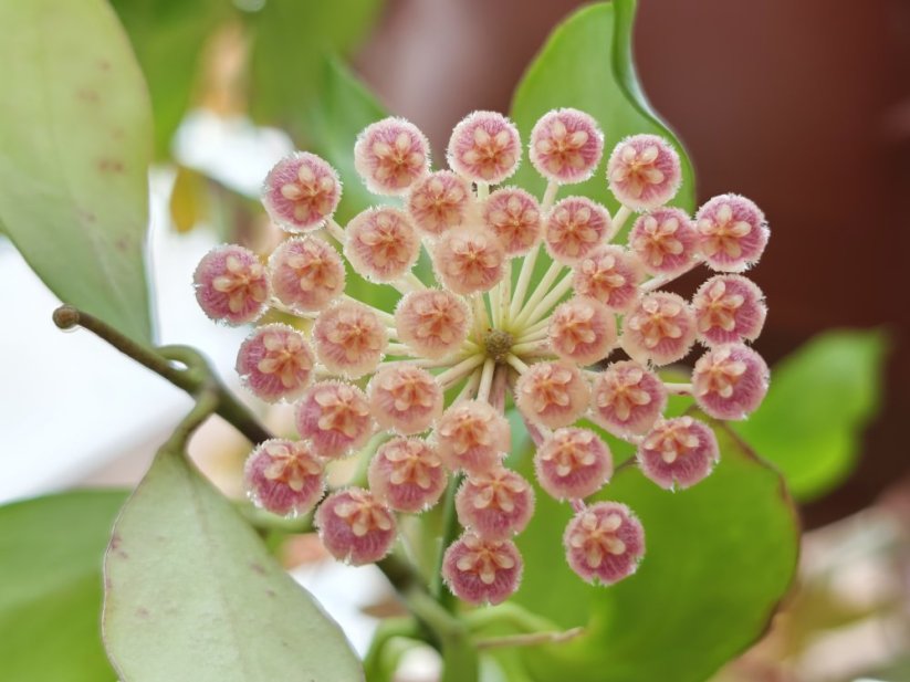 Hoya sunrise