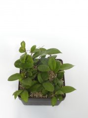 Hoya ovalifolia