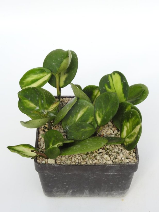 Hoya Obovata Variegata