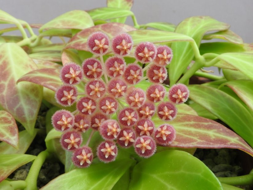 Hoya Rosarioae