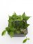 Hoya polyneura