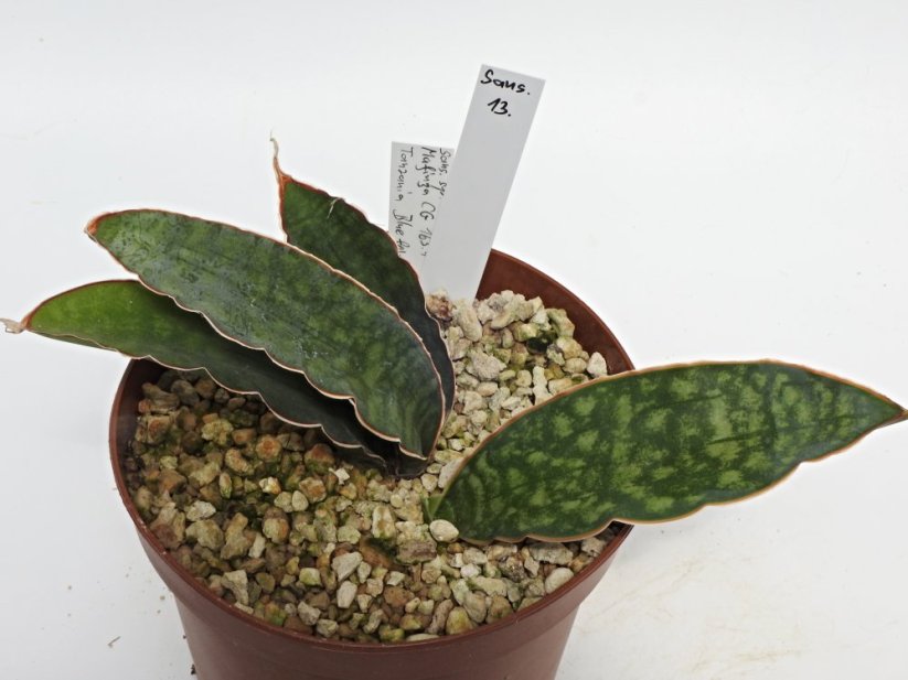 Sansevieria mafinga CG163.1  No.13