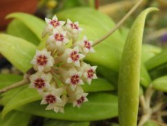 Hoya yok don jižní vietnam