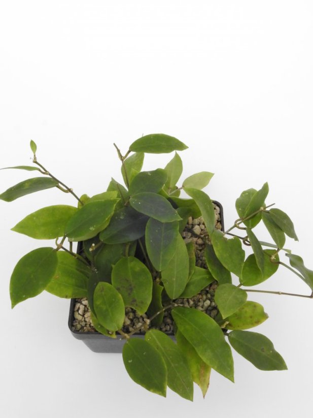 Hoya patricia