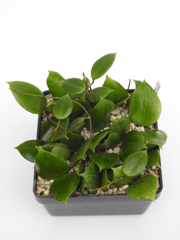 Hoya dolichosparte pink flower gelbich creme