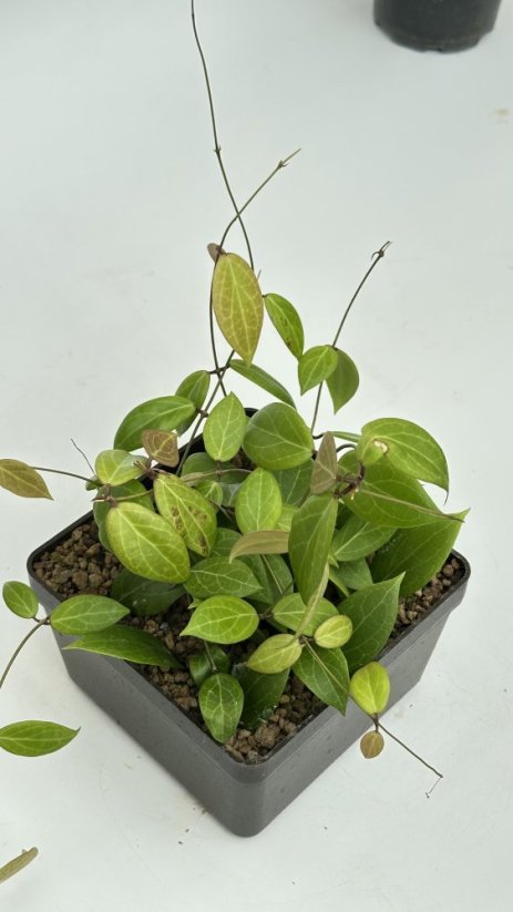 Hoya butleriana