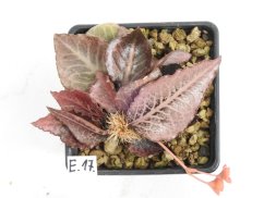 Euphorbia francoisii hybrid  No.17