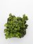 Hoya lacunosa heart leaves