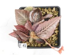 Euphorbia francoisii hybrid  No.17