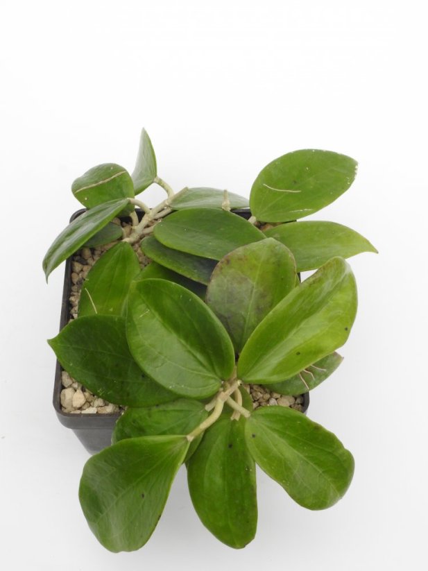 Hoya parasitica