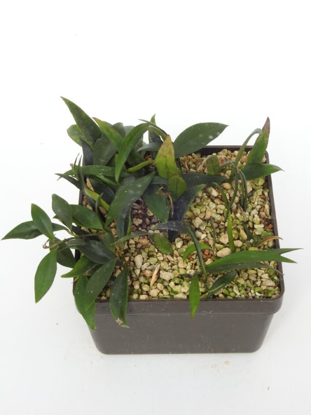 Hoya Mirabilis