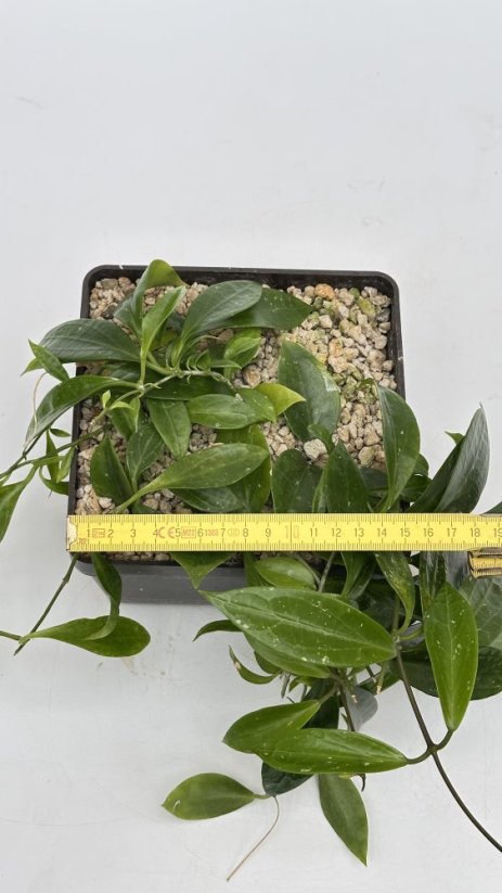Hoya sp. 001