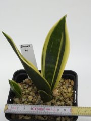 Sansevieria trifasciata silver princess No.6