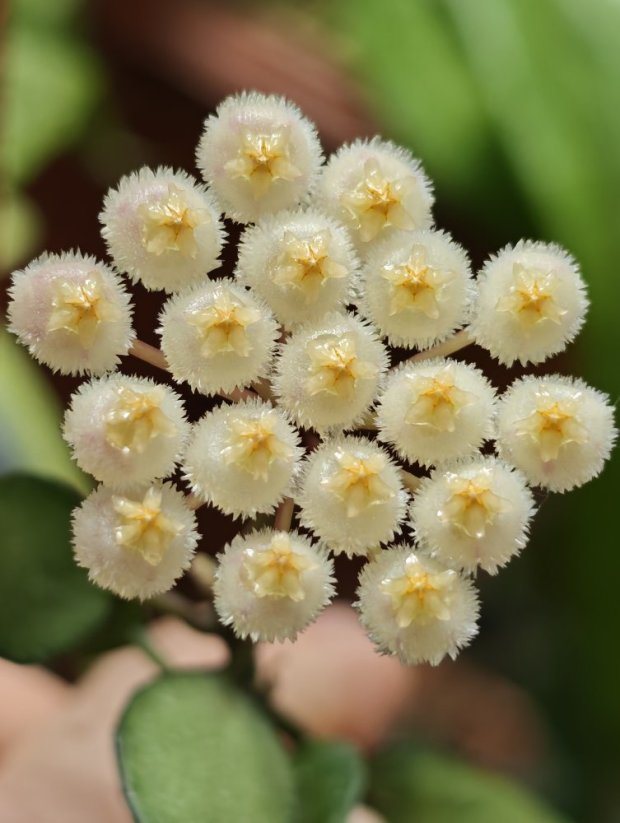 Hoya krohniana black