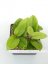 Hoya Cardiophylla