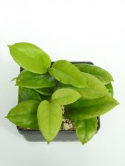 Hoya Cardiophylla