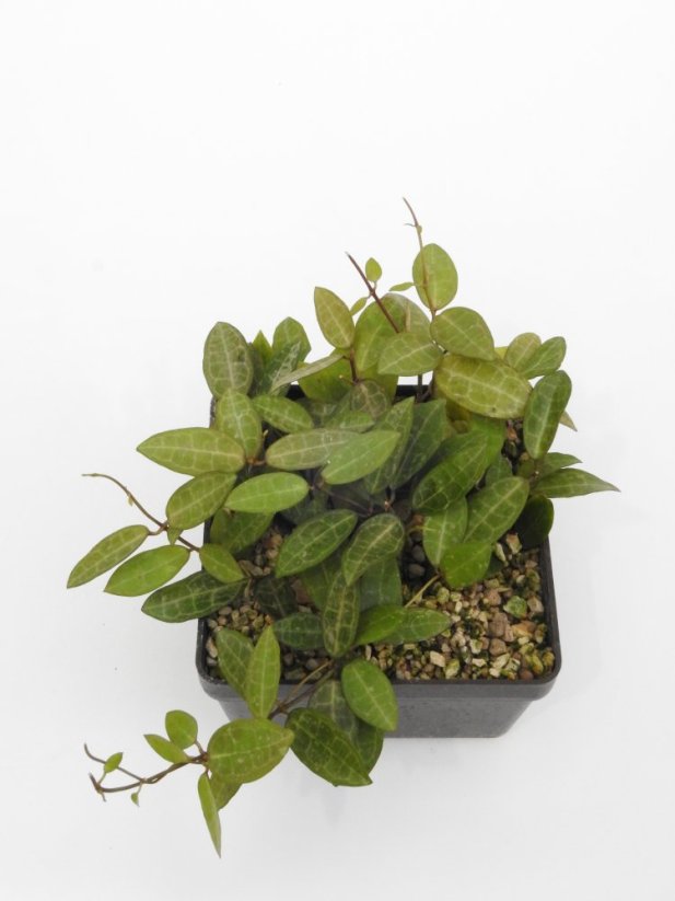 Hoya elliptica
