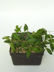 Hoya Tsangii