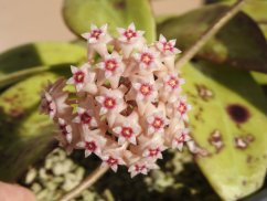 Hoya noid