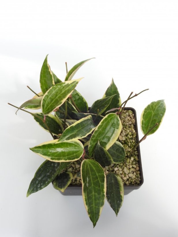 Hoya macrophylla albomarginata