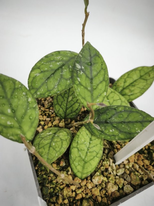 Hoya CV Irine