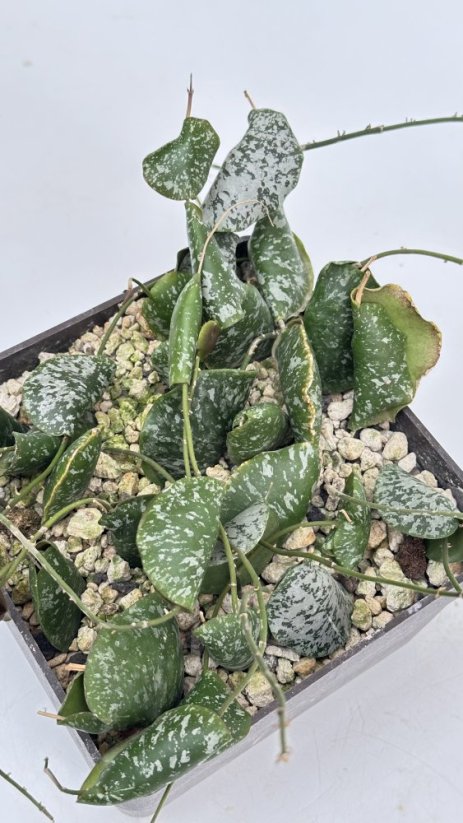 Hoya imbricata