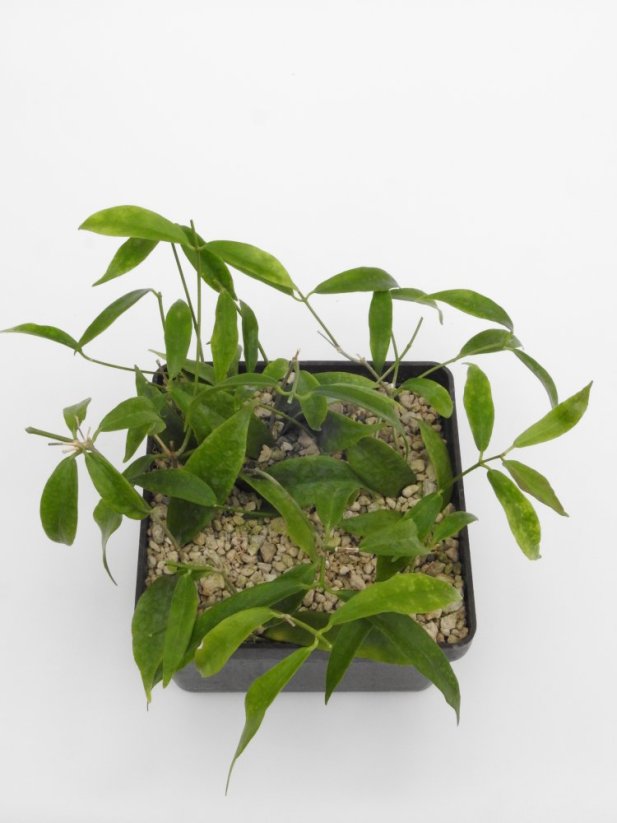Hoya filiformis