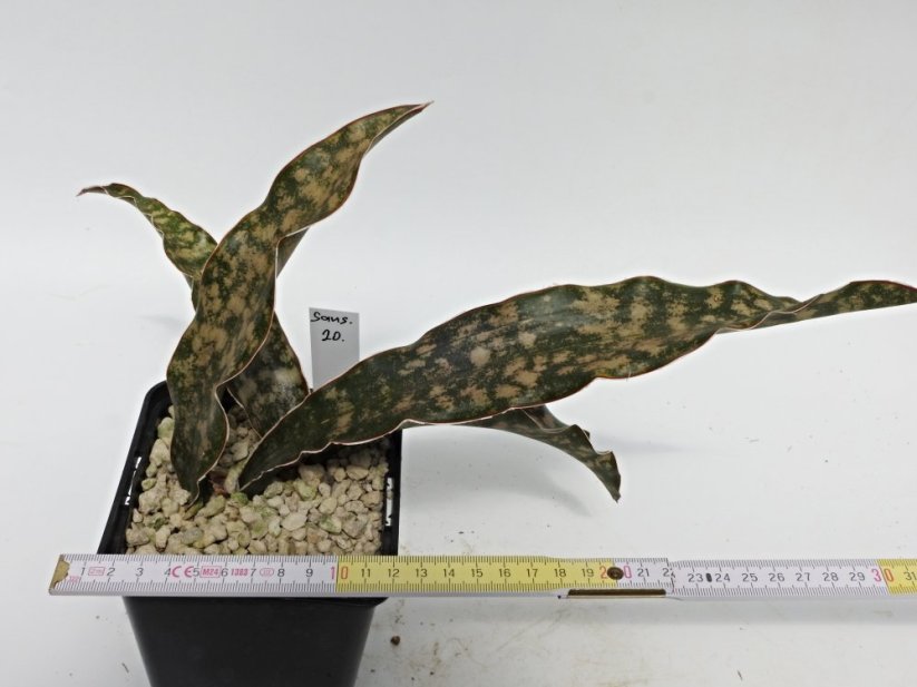 Sansevieria kirkii var. pulchra  No.20