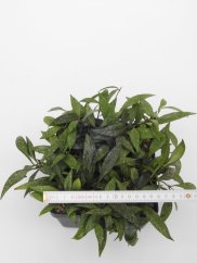 Hoya parviflora splash