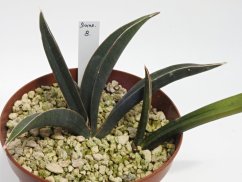 Sansevieria rhodesiana CG126.3  No.8
