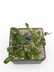 Hoya breviata