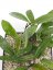 Hoya chimera gps 10225