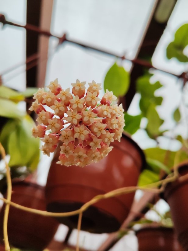 Hoya Juannguoiana