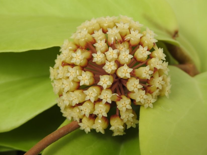 Hoya MacGregorii