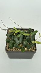 Hoya rotundiflora