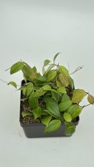 Hoya butleriana