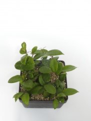 Hoya ovalifolia