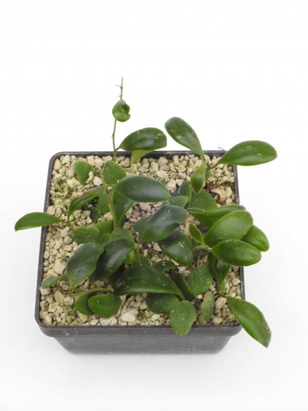 Hoya breviata