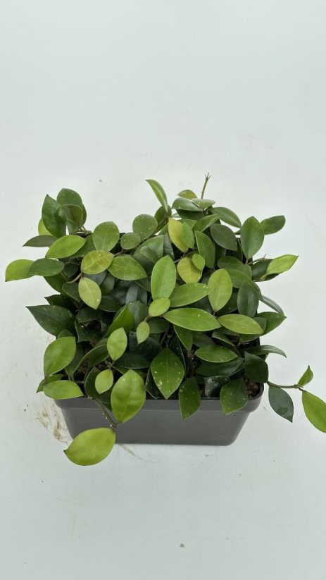 Hoya sipitangensis