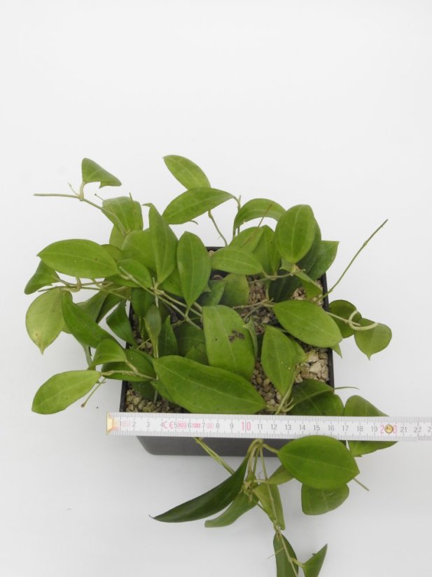 Hoya paulshirleyi