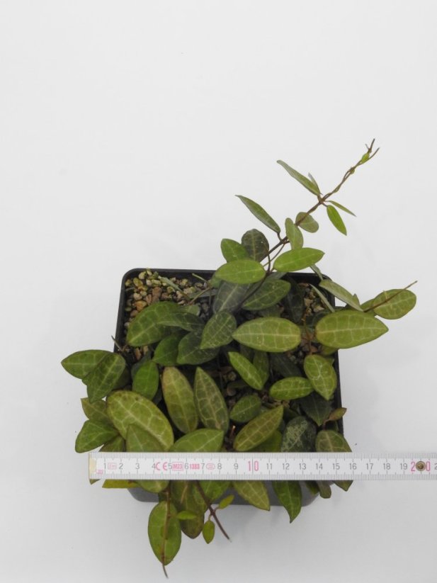 Hoya elliptica