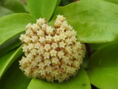 Hoya MacGregorii