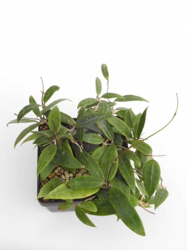 Hoya miari jaya 58