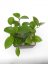 Hoya bicknellii