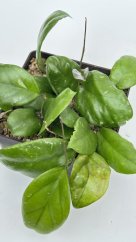 Hoya ricardo