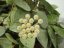 Hoya lacunosa splash