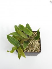 Hoya Bordenii Cf