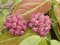 Hoya ut-039 flores island